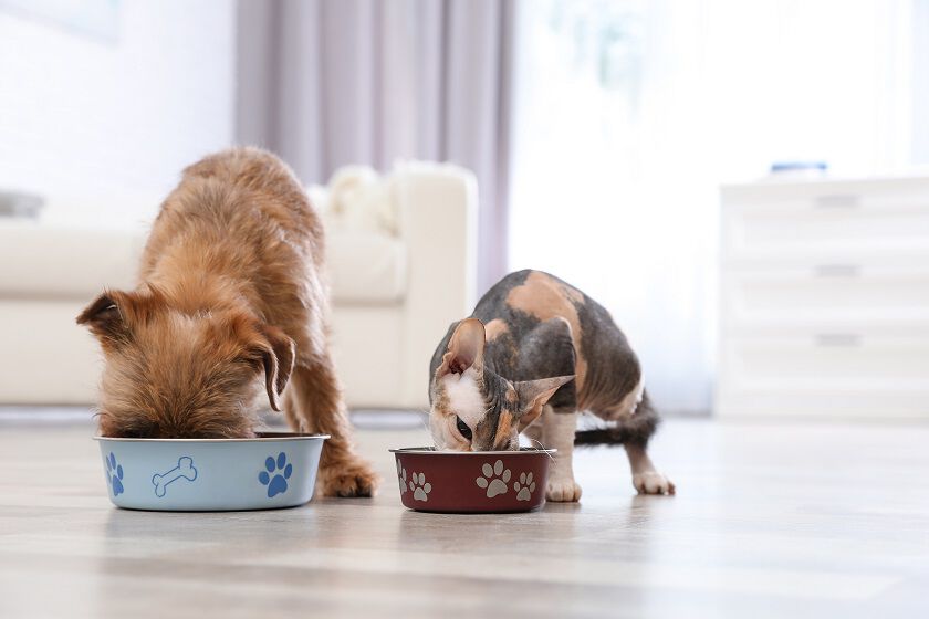 Two dogs are eating from their respective food bowls on a wooden floor inside a bright and modern living room. One dog has a scruffy coat and the other is a smaller, short-haired dog.